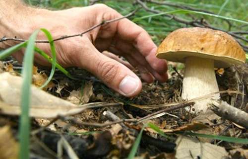 Avviso di convocazione seduta per colloquio abilitativo per la raccolta dei funghi epigei spontanei commestibili
